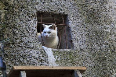 Triora (IM), Italy - February 15, 2017: A cat looks through a windows in The witches village of Triora, Imperia, Liguria, Italy.   