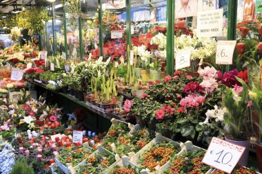 Bolzano (BZ), Italy - December 01, 2019: A florist  near christmas market area, Bolzano, Alto Adige, Italy