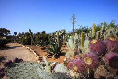 ses Salines, Majorca - İspanya - 22 Ağustos 2016: Majorca Adası 'ndaki kaktüs bahçesi, Botanik bahçesi, Jardin Botanico, ses Salines, Mallorca, Balearic Adaları, İspanya. 