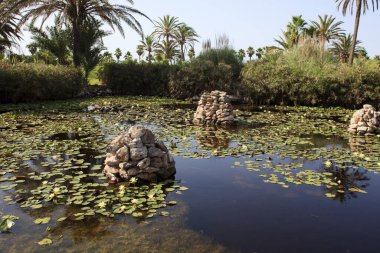ses Salines, Majorca - İspanya - 22 Ağustos 2016: Majorca Adası 'ndaki kaktüs bahçesi, Botanik bahçesi, Jardin Botanico, ses Salines, Mallorca, Balearic Adaları, İspanya. 