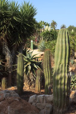 ses Salines, Majorca - İspanya - 22 Ağustos 2016: Majorca Adası 'ndaki kaktüs bahçesi, Botanik bahçesi, Jardin Botanico, ses Salines, Mallorca, Balearic Adaları, İspanya. 