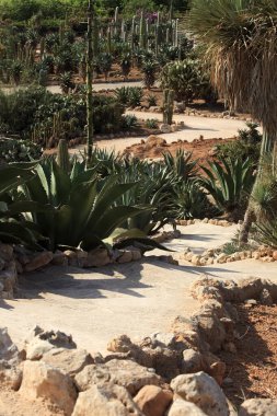 ses Salines, Majorca - İspanya - 22 Ağustos 2016: Majorca Adası 'ndaki kaktüs bahçesi, Botanik bahçesi, Jardin Botanico, ses Salines, Mallorca, Balearic Adaları, İspanya. 