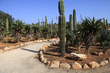 ses Salines, Majorca - İspanya - 22 Ağustos 2016: Majorca Adası 'ndaki kaktüs bahçesi, Botanik bahçesi, Jardin Botanico, ses Salines, Mallorca, Balearic Adaları, İspanya. 