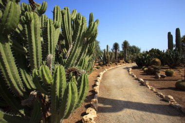 ses Salines, Majorca - İspanya - 22 Ağustos 2016: Majorca Adası 'ndaki kaktüs bahçesi, Botanik bahçesi, Jardin Botanico, ses Salines, Mallorca, Balearic Adaları, İspanya. 