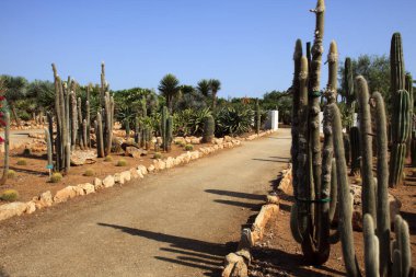 ses Salines, Majorca - İspanya - 22 Ağustos 2016: Majorca Adası 'ndaki kaktüs bahçesi, Botanik bahçesi, Jardin Botanico, ses Salines, Mallorca, Balearic Adaları, İspanya. 