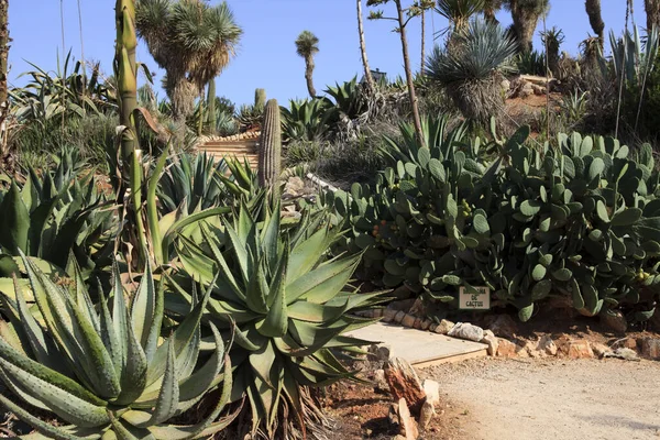 Ses Salines Majorque Espagne Août 2016 Jardin Cactus Sur Île — Photo
