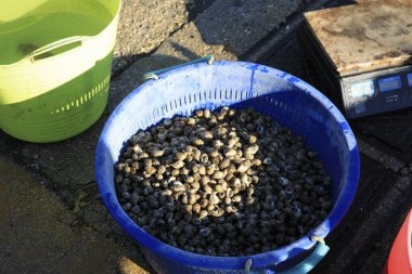 Numana (An), İtalya - 1 Ocak 2019: Lumachini, Riviera del Conero, Adriyatik Denizi, Numana, Ancona, Marche, İtalya 