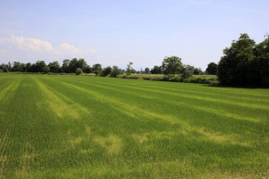 Pavia (PV), Italy - June 09, 2018: Rice field near Pavia, Pavia, Lombardy, Italy