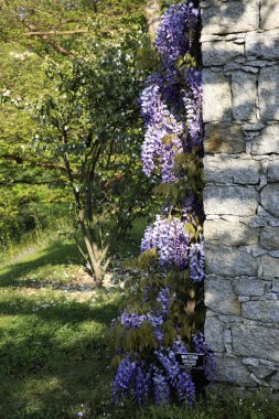 Verbania (Vco), İtalya - 01 Nisan 2017: Villa Taranto botanik bahçeleri, Verbania, Piedmont, İtalya