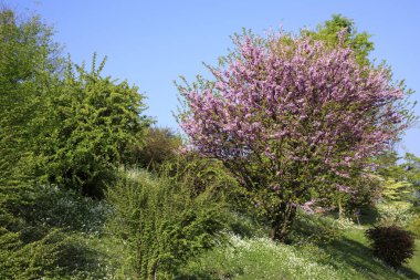 Verbania (Vco), İtalya - 01 Nisan 2017: Villa Taranto botanik bahçeleri, Verbania, Piedmont, İtalya