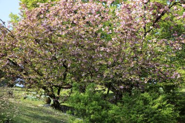 Verbania (Vco), İtalya - 01 Nisan 2017: Villa Taranto botanik bahçeleri, Verbania, Piedmont, İtalya