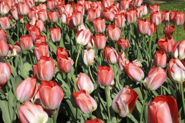 Verbania (Vco), İtalya - Nisan 01, 2017: 