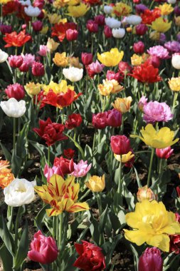 Verbania (Vco), İtalya - Nisan 01, 2017: 