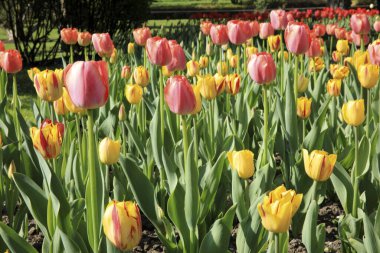 Verbania (Vco), İtalya - Nisan 01, 2017: 