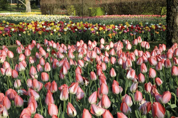 Verbania Vco Italy April 2017 Tulips Villa Taranto Botanical Gardens — Stock Photo, Image