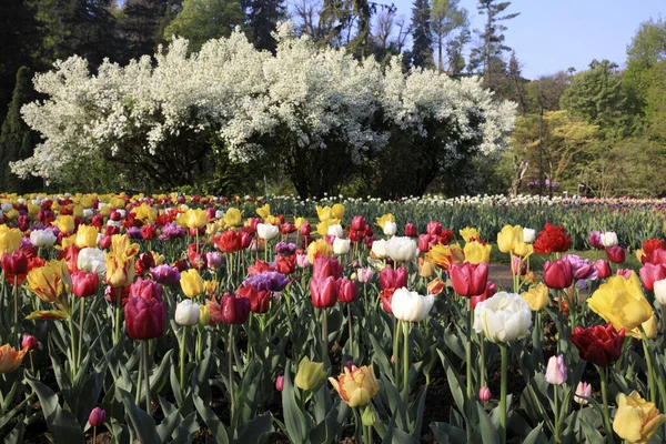 Verbania Vco Italia Aprile 2017 Tulipani Nell Orto Botanico Villa — Foto Stock