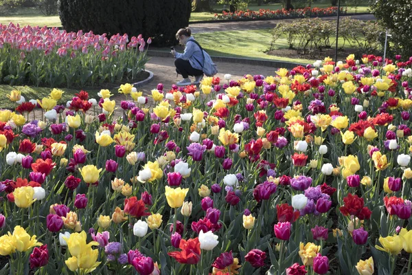 Verbania Vco Italia Abril 2017 Tulipanes Los Jardines Botánicos Villa —  Fotos de Stock