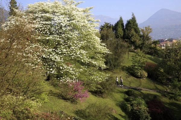 Βερβάνια Vco Ιταλία Απριλίου 2017 Βίλα Ταράντο Βοτανικοί Κήποι Βερβάνια — Φωτογραφία Αρχείου