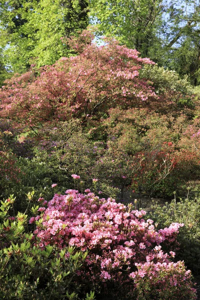 Verbania Vco Włochy Kwiecień 2017 Ogrody Botaniczne Villa Taranto Verbania — Zdjęcie stockowe