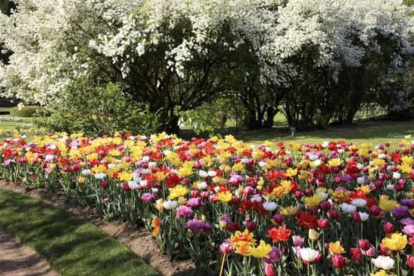 Verbania Vco Italy April 2017 Tulips Villa Taranto Botanical Gardens — Stock Photo, Image