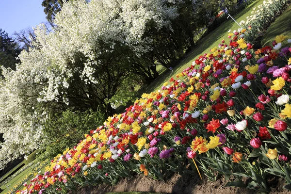 Verbania Vco Italia Abril 2017 Tulipanes Los Jardines Botánicos Villa —  Fotos de Stock