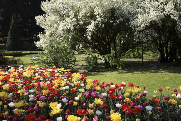 Verbania Vco Italia Abril 2017 Tulipanes Los Jardines Botánicos Villa — Foto de Stock