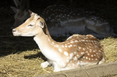 Stresa (Vco), İtalya - Haziran 02, 2018: Villa Pallavicino, Stresa, Verbano-Cusio-Ossola, Piedmont, Ital