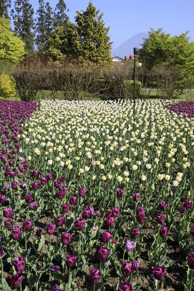 Verbania Vco Italy April 2017 Tulips Villa Taranto Botanical Gardens — Stock Photo, Image