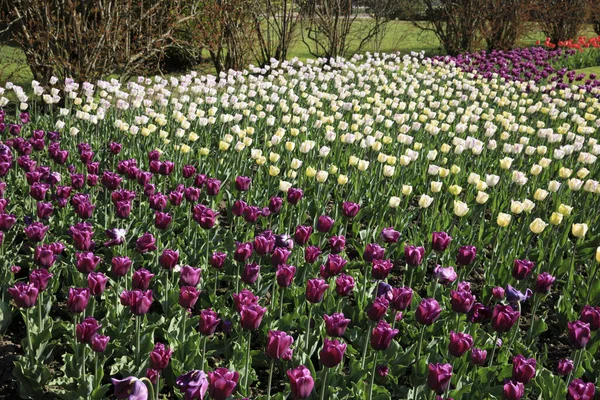 Verbania Vco Italy April 2017 Tulips Villa Taranto Botanical Gardens — Stock Photo, Image