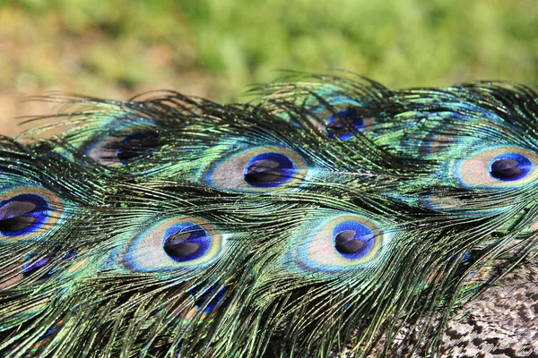 Stresa Vco Italy June 2018 Peafowl Plumage Villa Pallavicino Stresa — 图库照片