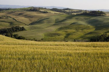 Ascanio (Si), İtalya - 01 Haziran 2016: Girit Senesi, Asciano, Siena, Tuscany, İtalya