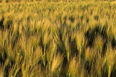 Ascanio (Si), İtalya - 01 Haziran 2016: Buğday Sahası, Girit Senesi, Asciano, Siena, Toskana, İtalya