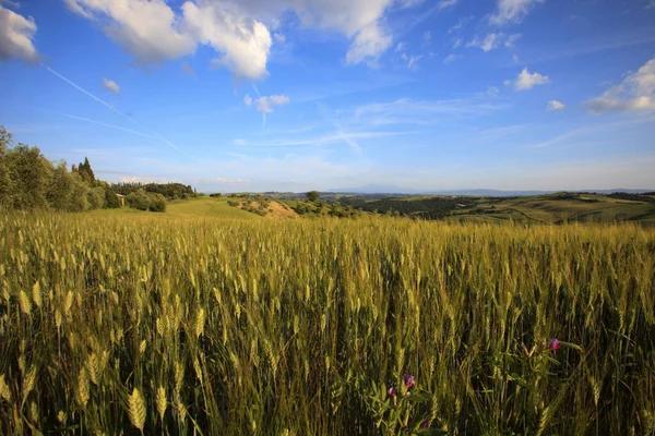 Asciano Italien Juni 2016 Typische Szenerie Von Crete Senesi Asciano — Stockfoto