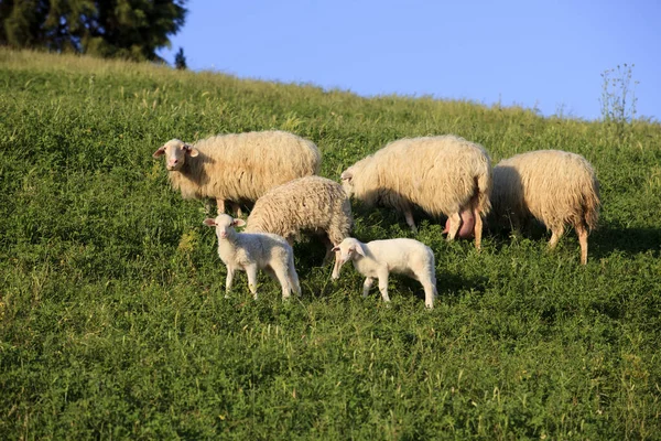 Asciano Italie Juin 2016 Moutons Dans Champ Crete Senesi Asciano — Photo