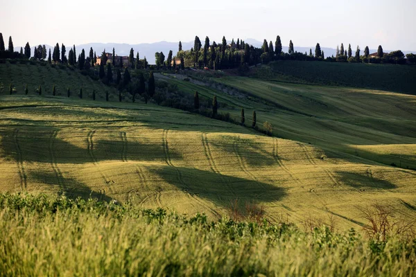 Asciano Italia Junio 2016 Escenario Típico Creta Senesi Asciano Siena —  Fotos de Stock