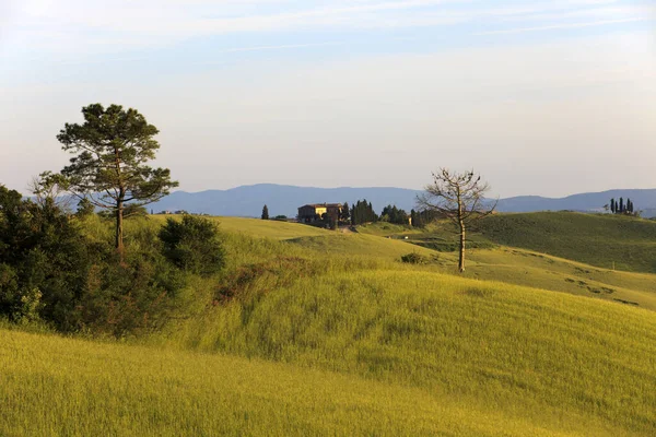 Asciano Giugno 2016 Scenario Tipico Delle Crete Senesi Asciano Siena — Foto Stock