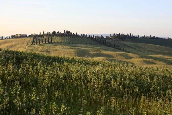 Asciano Italia Junio 2016 Escenario Típico Creta Senesi Asciano Siena —  Fotos de Stock