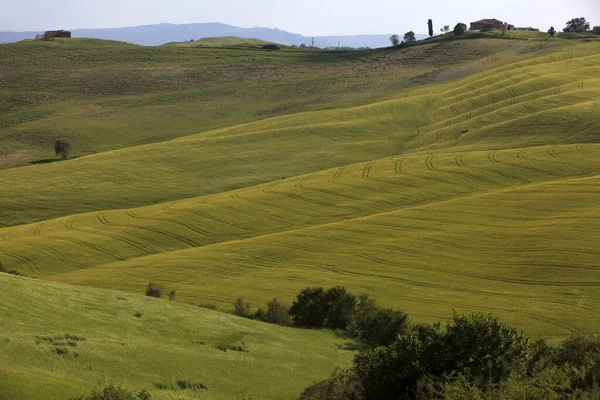 Asciano Italia Junio 2016 Escenario Típico Creta Senesi Asciano Siena —  Fotos de Stock