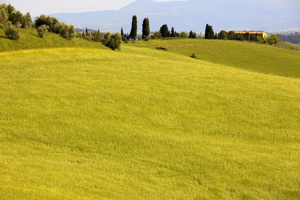 Asciano Italia Junio 2016 Escenario Típico Creta Senesi Asciano Siena —  Fotos de Stock