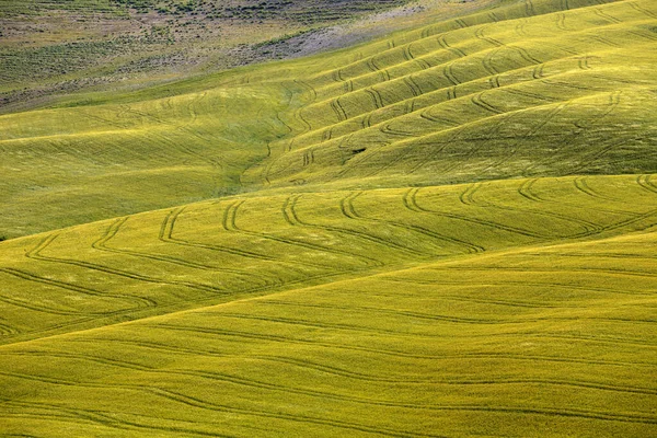 Asciano Italia Junio 2016 Escenario Típico Creta Senesi Asciano Siena —  Fotos de Stock