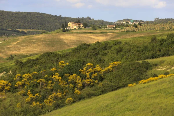 Asciano Italië Juni 2016 Typisch Kreta Senesi Asciano Siena Toscane — Stockfoto