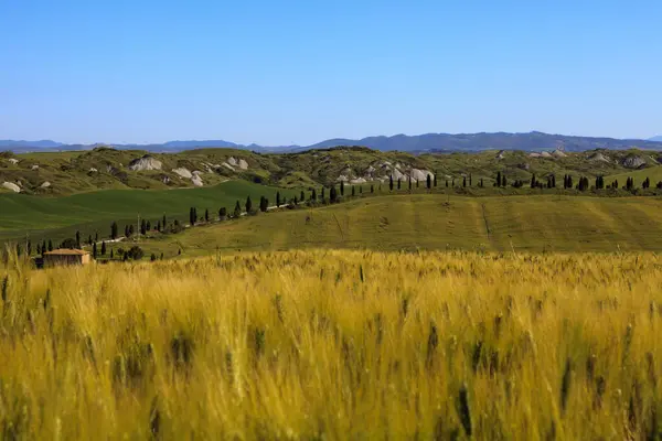 Asciano Italy June 2016 Typical Scenary Crete Senesi Asciano Siena — стокове фото