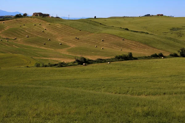 Asciano Giugno 2016 Scenario Tipico Delle Crete Senesi Asciano Siena — Foto Stock