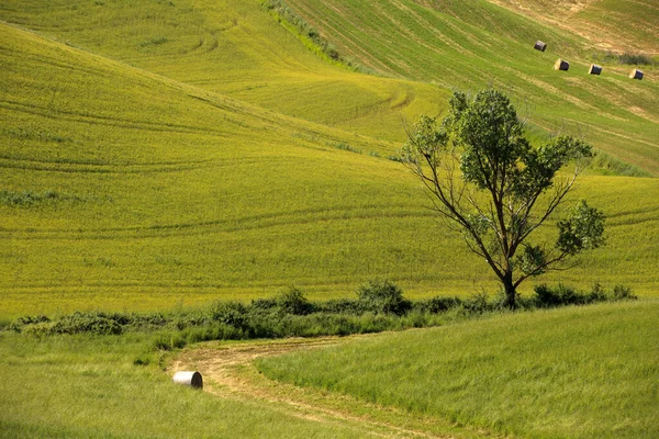 Asciano Itália Junho 2016 Cenário Típico Creta Senesi Asciano Siena — Fotografia de Stock