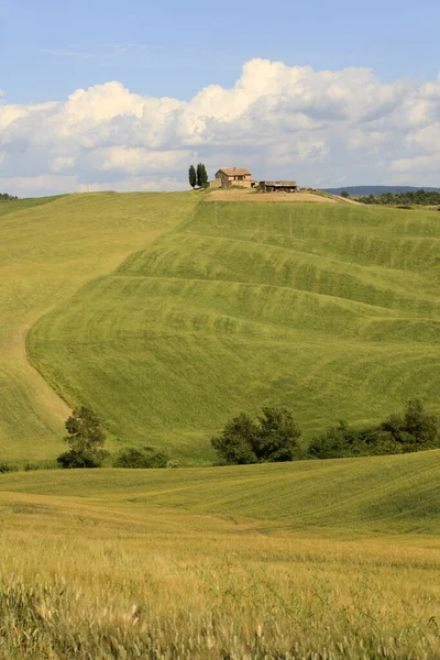 Asciano Włochy Czerwca 2016 Typowy Scenariusz Crete Senesi Asciano Siena — Zdjęcie stockowe