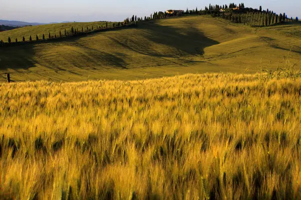 Asciano Italië Juni 2016 Tarweveld Kreta Senesi Asciano Siena Toscane — Stockfoto