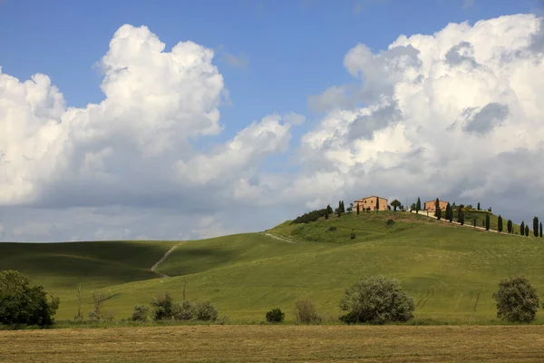 Asciano Italia Junio 2016 Escenario Típico Creta Senesi Asciano Siena —  Fotos de Stock