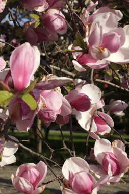 Stresa (Verbano-Cusio-Ossola), İtalya - 15 Haziran 2017: Magnolia çiçekleri, Isola Bella, Maggiore gölü, Stresa, Piedmont, İtalya