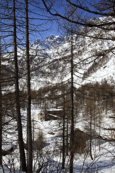 Devero Park Verbano Cusio Ossola Italien Januar 2017 Parklandschaft Alpe — Stockfoto