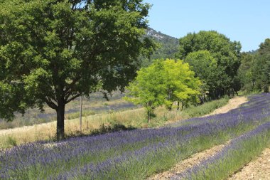 Valensole, Provence / Fransa - 23 Mayıs 2016: Valensole, Fransa 'da Lavanta tarlası manzarası, Provence-Alpes-Cote d' Azur, Alpes-de-Haute-Provence, Valensole